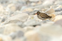 Vodous rudonohy - Tringa totanus - Common Redshank 6263